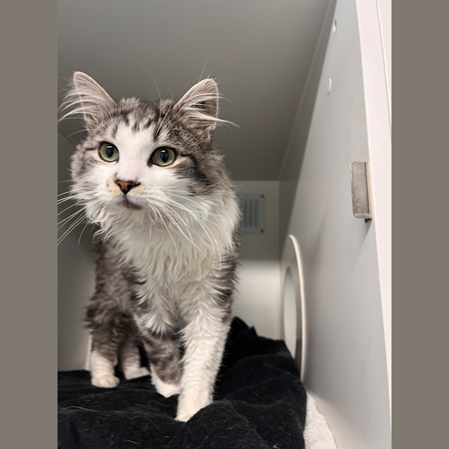 Photo of Custard