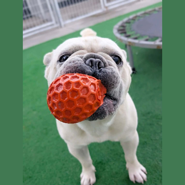 Photo of Biscuit