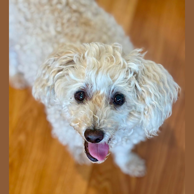 Photo of Beau (Beau And Angel) 