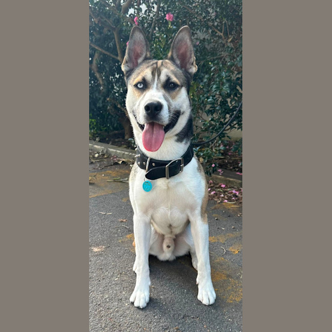 Photo of Rambo
