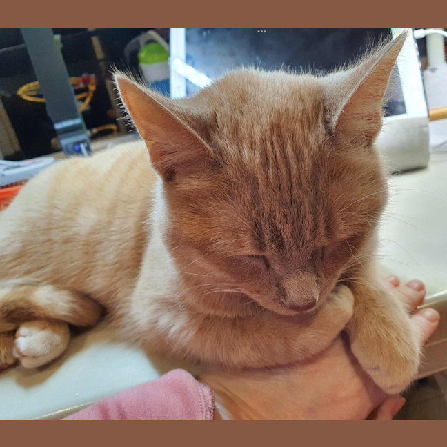 Photo of Taka **2nd Chance Cat Rescue**