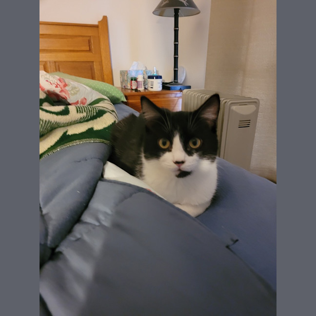 Photo of Barney