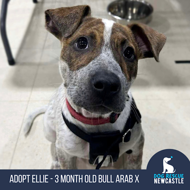 Photo of Ellie   4 Month Old Bull Arab X