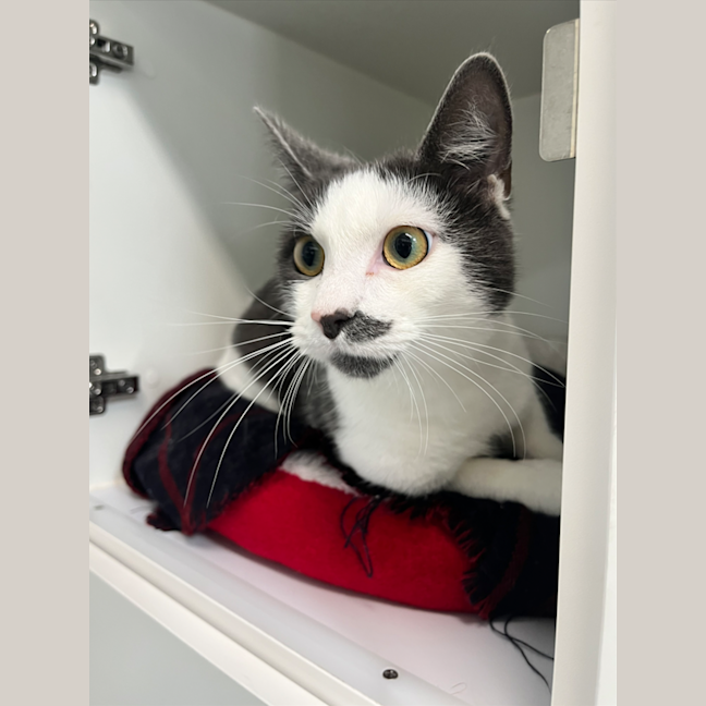 Photo of Kiro