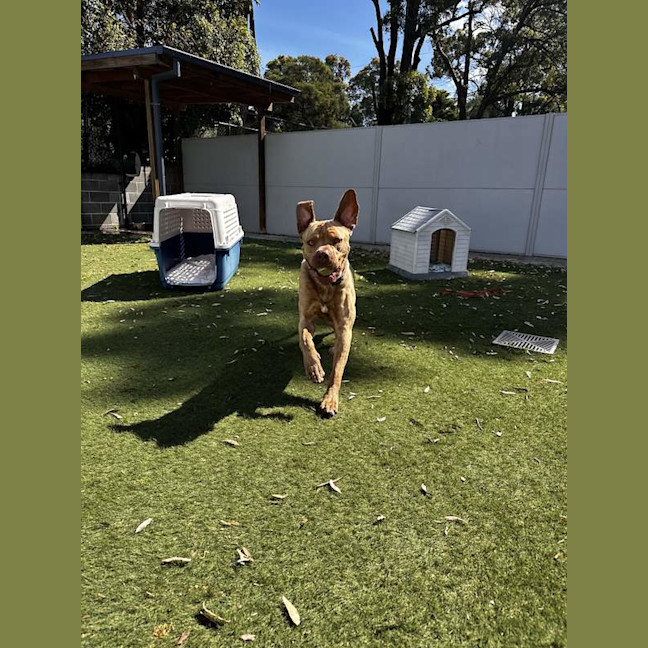 Photo of Milo