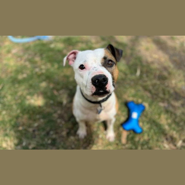Photo of Rocky