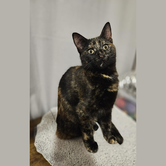 Photo of Gracie   In Foster Care In Bentleigh East