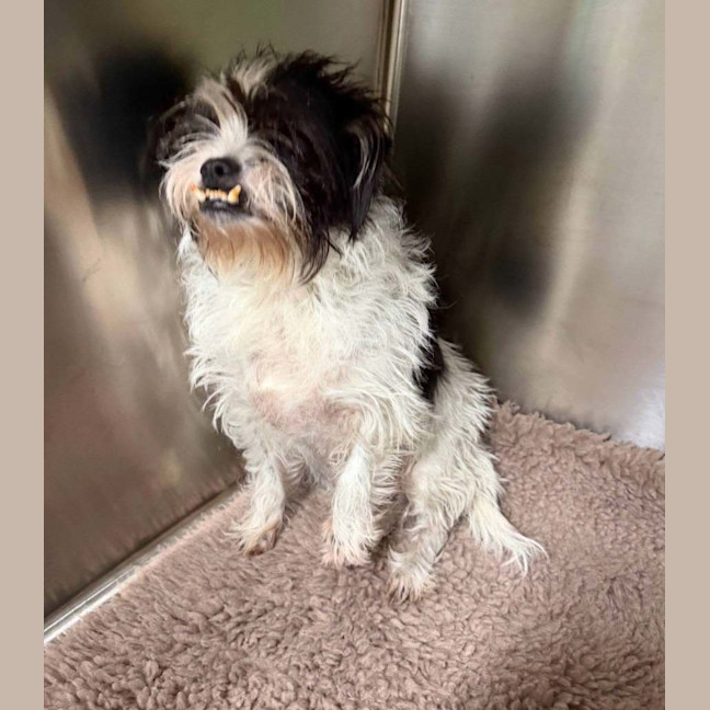 Photo of Mutley