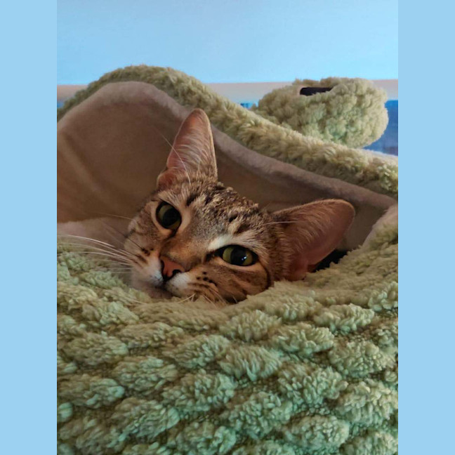 Photo of Bambi   Meet Me At The Adoption Day 28/2 Ballarat