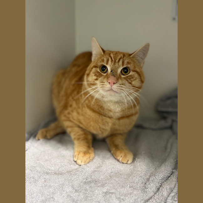Photo of Dexter