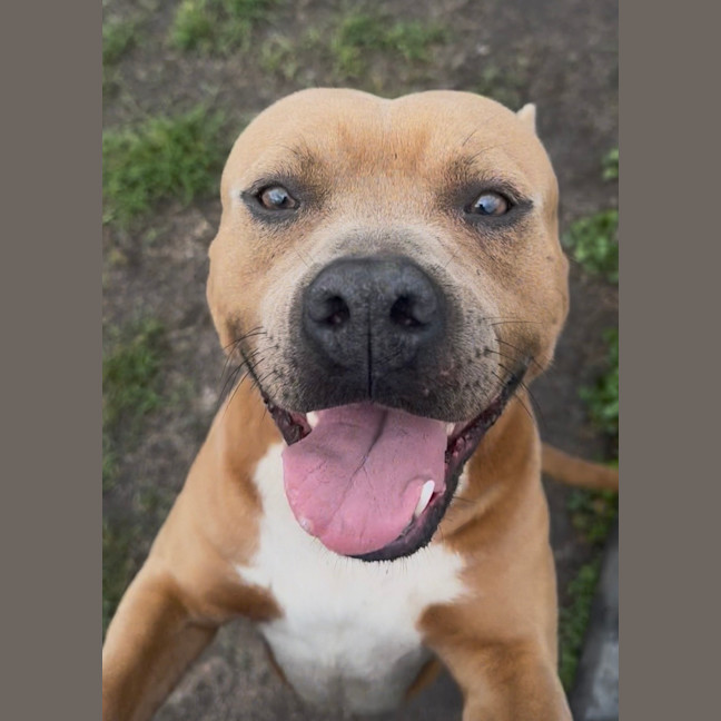 Photo of Scooby