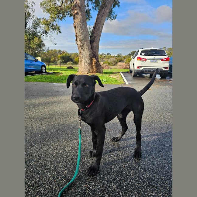 Photo of Peach