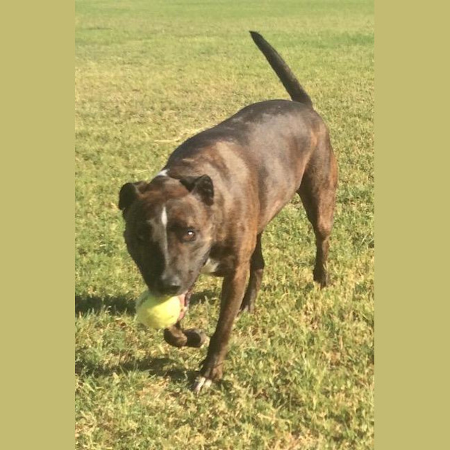 Photo of Chopper (Captain)