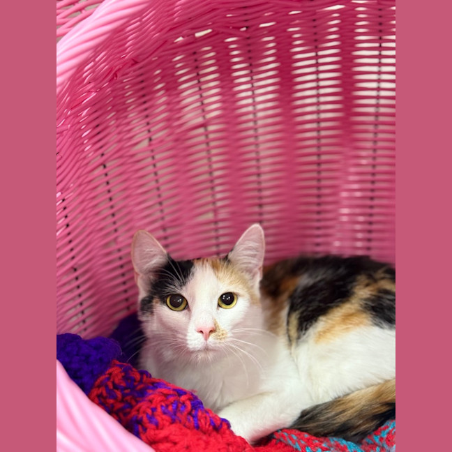 Photo of Tallulah