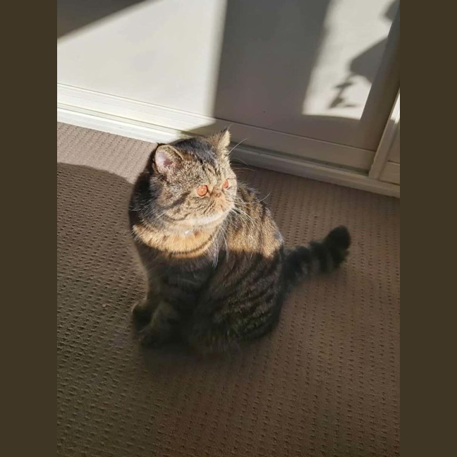 Photo of 🐾Cash🐾