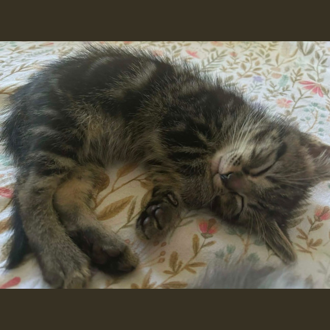 Photo of Momo