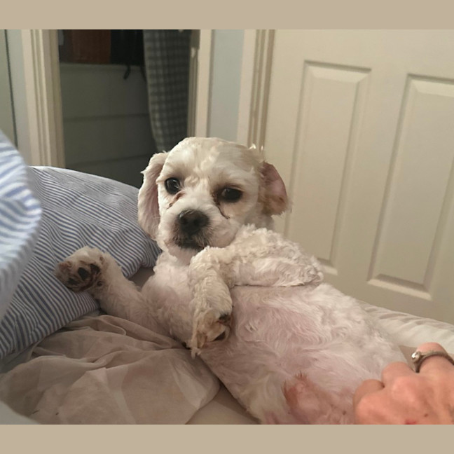 Photo of Timmy   1 Year Old Shih Tzu X Poodle