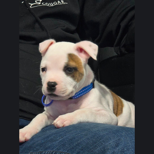 Photo of Alfie   7 Week Old Staffy X Bulldog X (Trial)