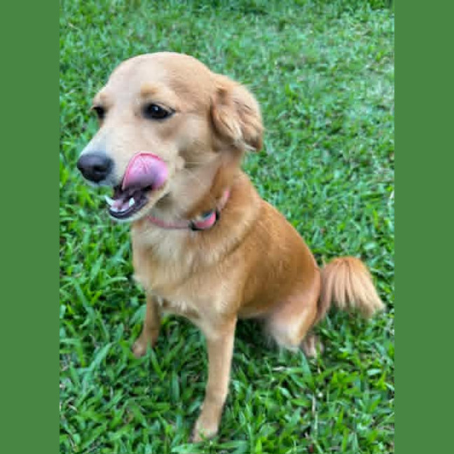 Photo of Nutmeg
