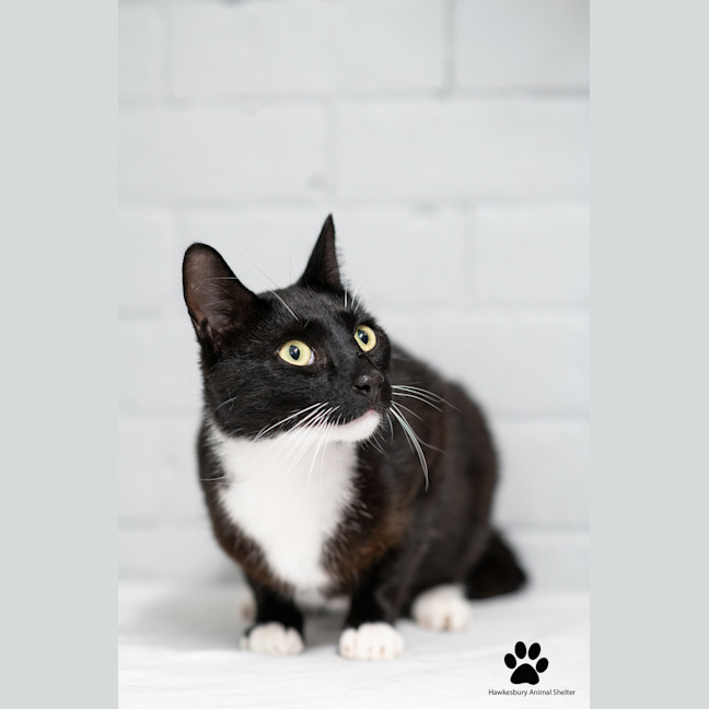 Photo of Marshmallow