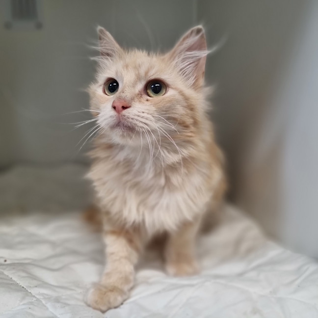 Photo of Dollycakes 