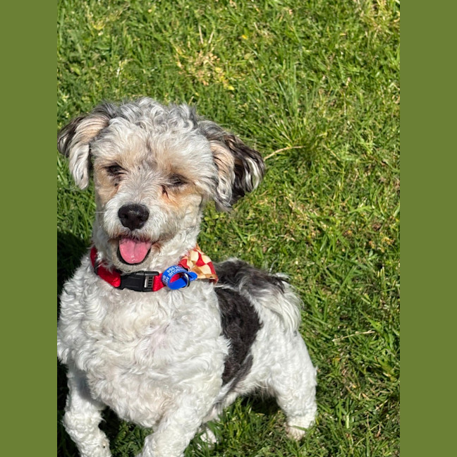 Photo of Bosley   5 Year Old Poodle