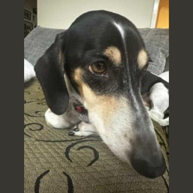 Photo of Scooby