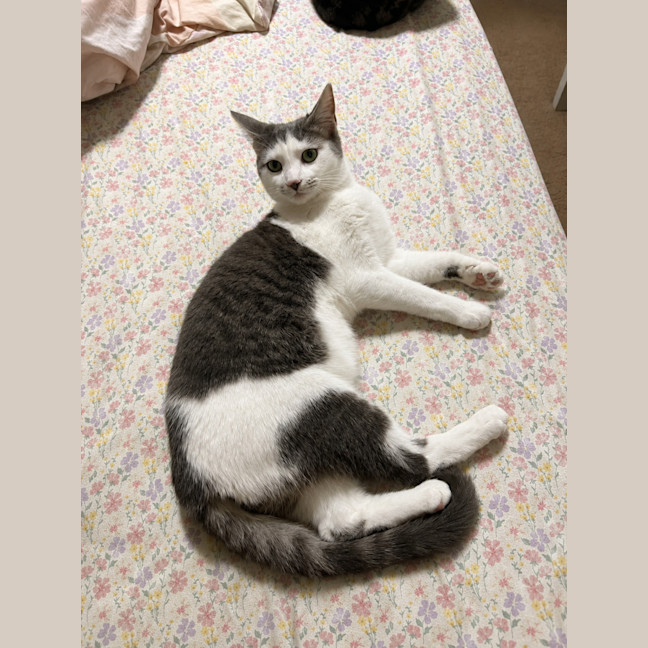 Photo of Annie
