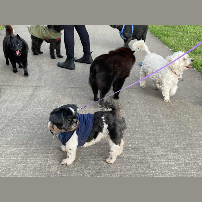 Photo of Piper💖7yo, Shih Tzu Girl (On Trial 14/9/25)
