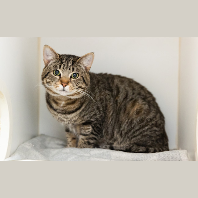 Photo of Cheddar