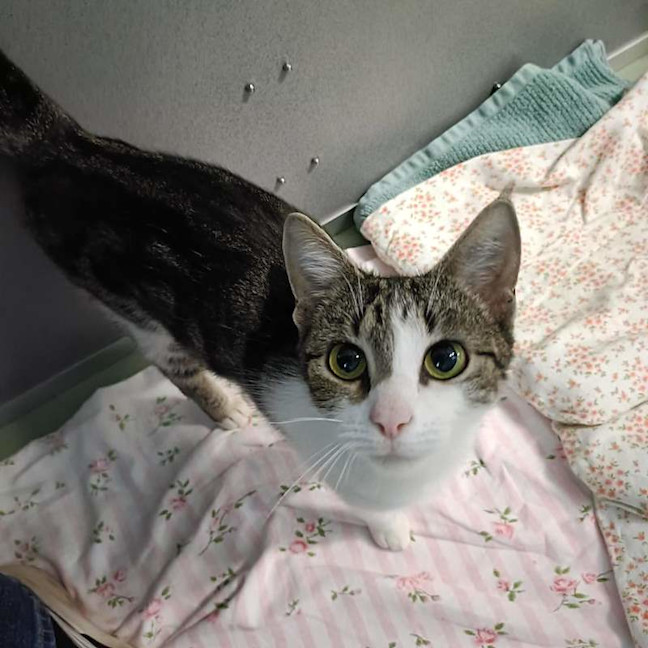 Photo of Bella