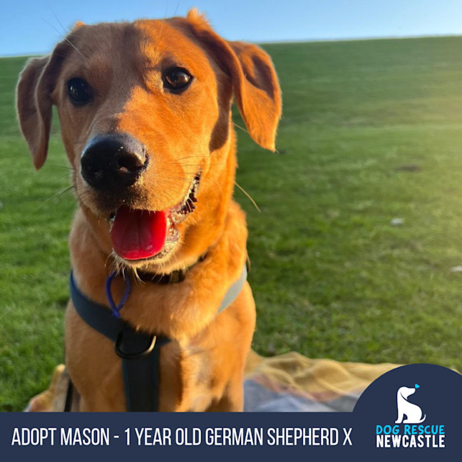 Photo of Mason   1 Year Old Shepherd X Beagle