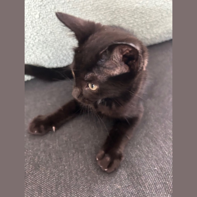 Photo of Mocha