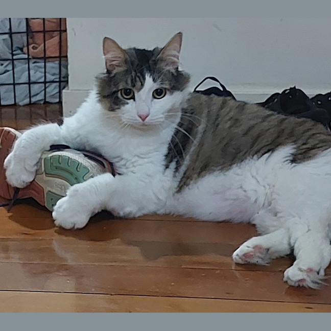 Photo of Atlas