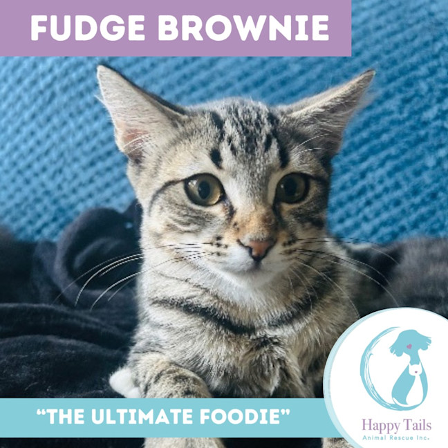 Photo of Fudge Brownie