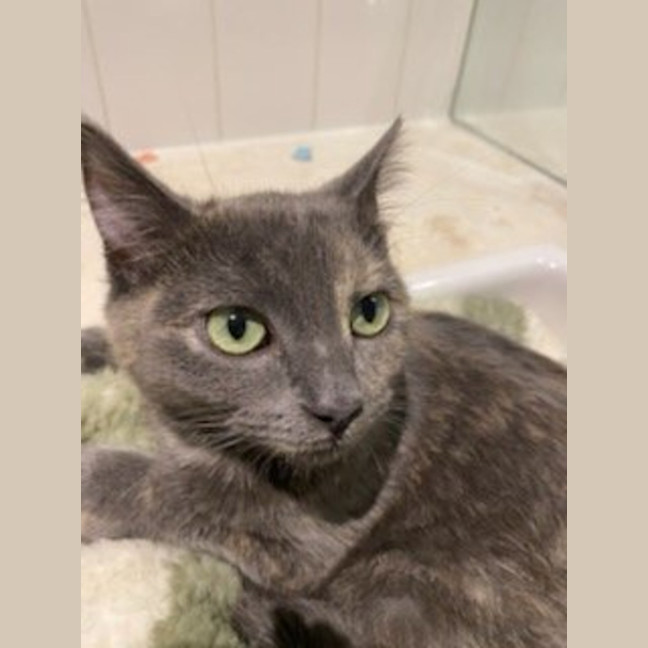 Photo of Sugar *9 Lives Project Rescue*