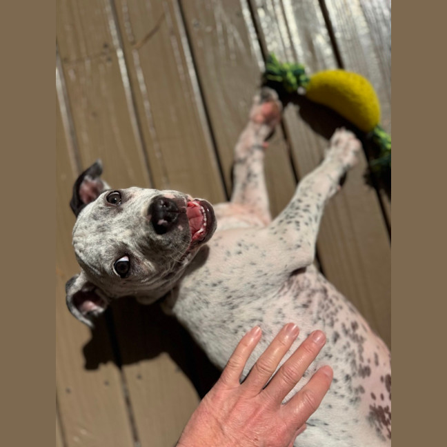 Photo of Charlie   10 Week Old Cattle Dog X