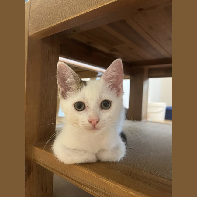 Photo of Latte
