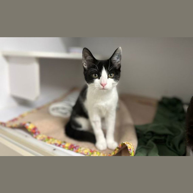 Photo of Splinter