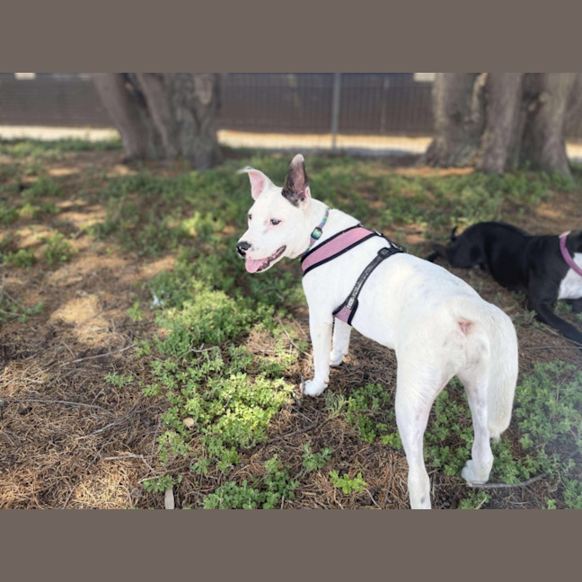 Photo of Gypsy