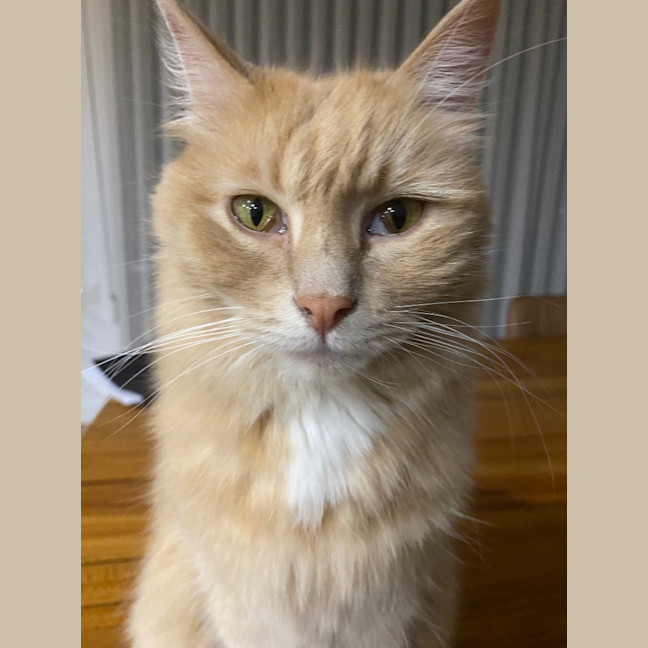 Photo of Bronson