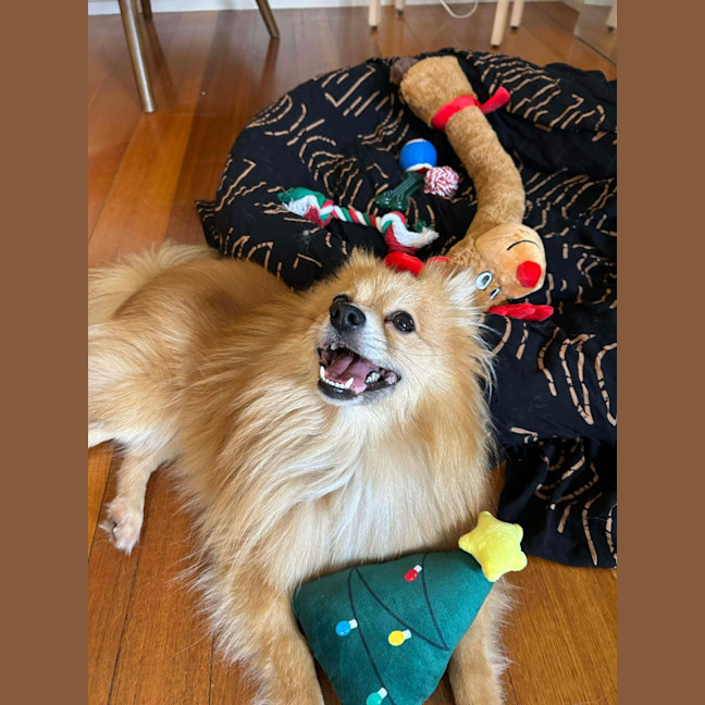 Photo of Teddy