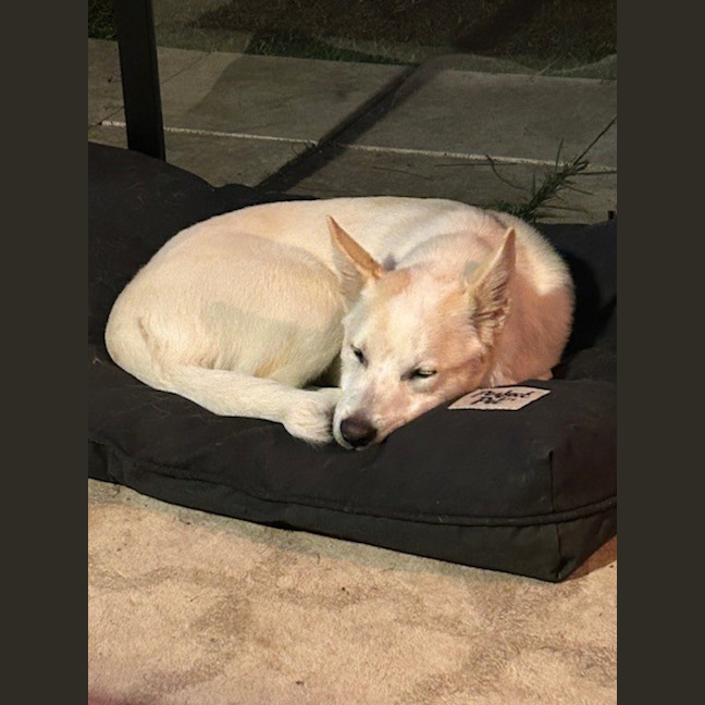 Photo of Azlan   5 Month Old Border Collie X Shepherd