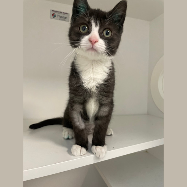 Photo of Lilly Pilly