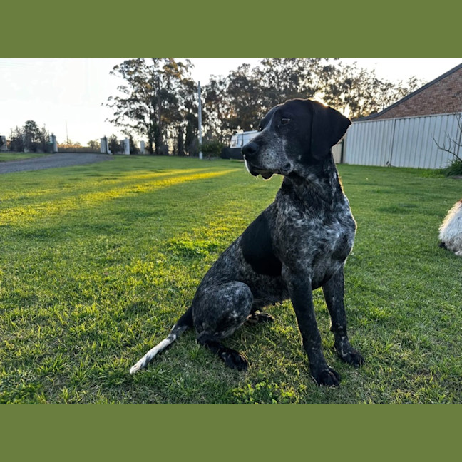 Photo of Koda
