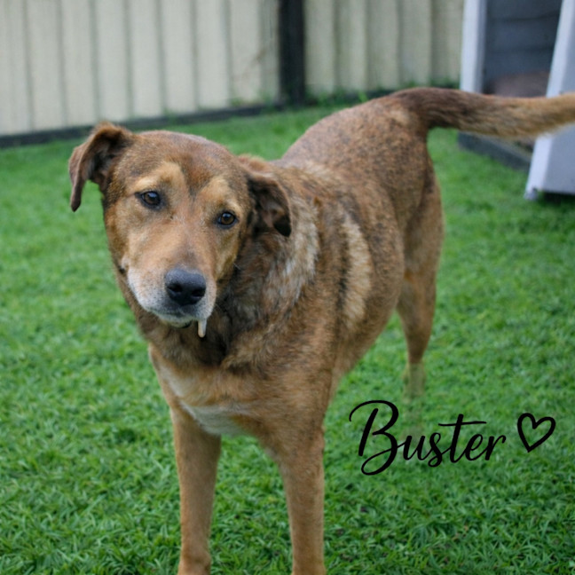 Photo of Buster