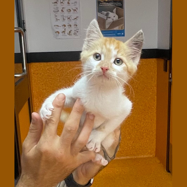 Photo of Mango