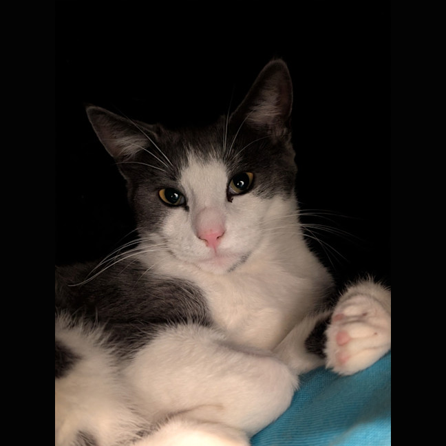Photo of Octavia