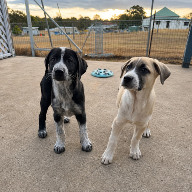 Photo of Drover 