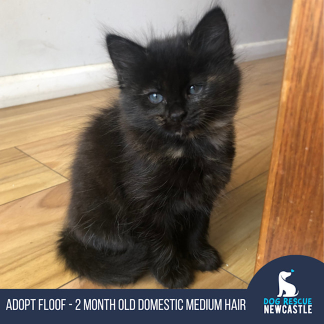 Photo of Floof   2 Month Old Domestic Medium Hair (Trial)